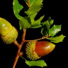 Bolota do carrasqueiro (Quercus coccifera) (Acorn)
